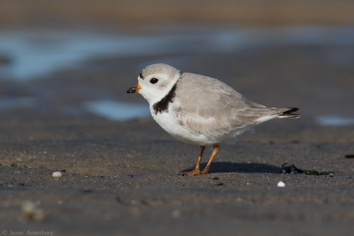 Piping Plover - Jesse Amesbury