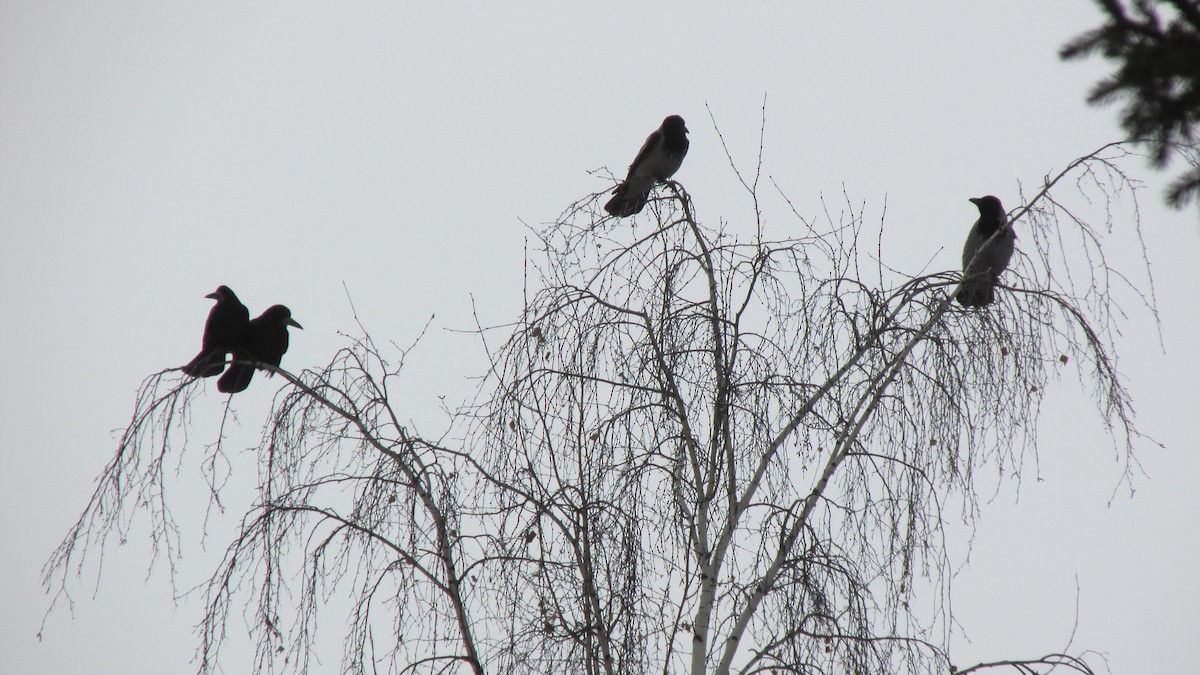 Hooded Crow - Elijah Besedin