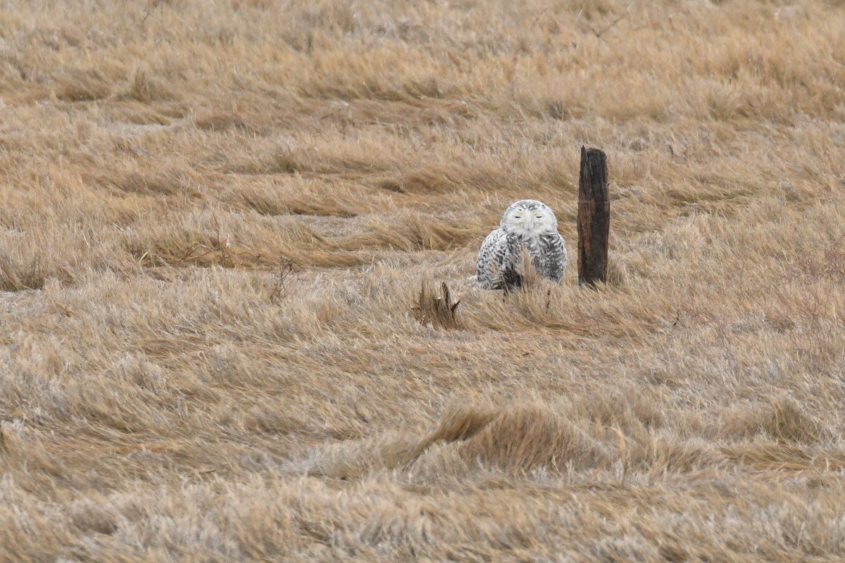 Snowy Owl - ML90936081