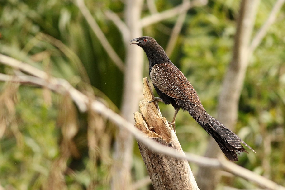 Pheasant Coucal - Meng-Chieh (孟婕) FENG (馮)