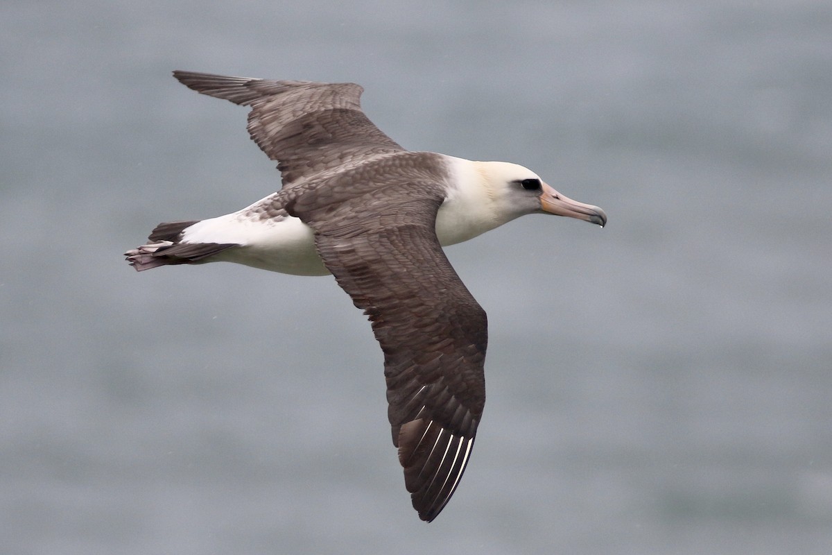 albatros laysanský - ML90939711