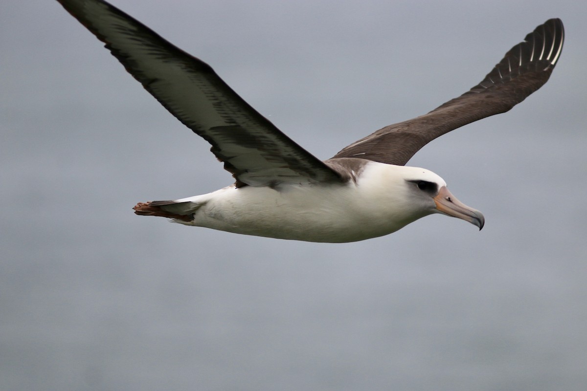 Laysan Albatross - Russ Morgan