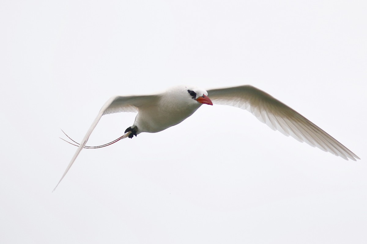 Red-tailed Tropicbird - ML90939931