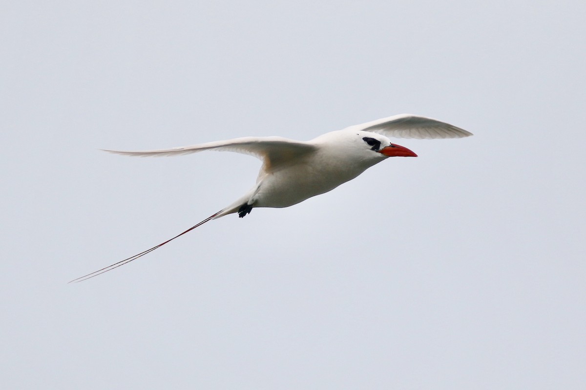Red-tailed Tropicbird - ML90939951