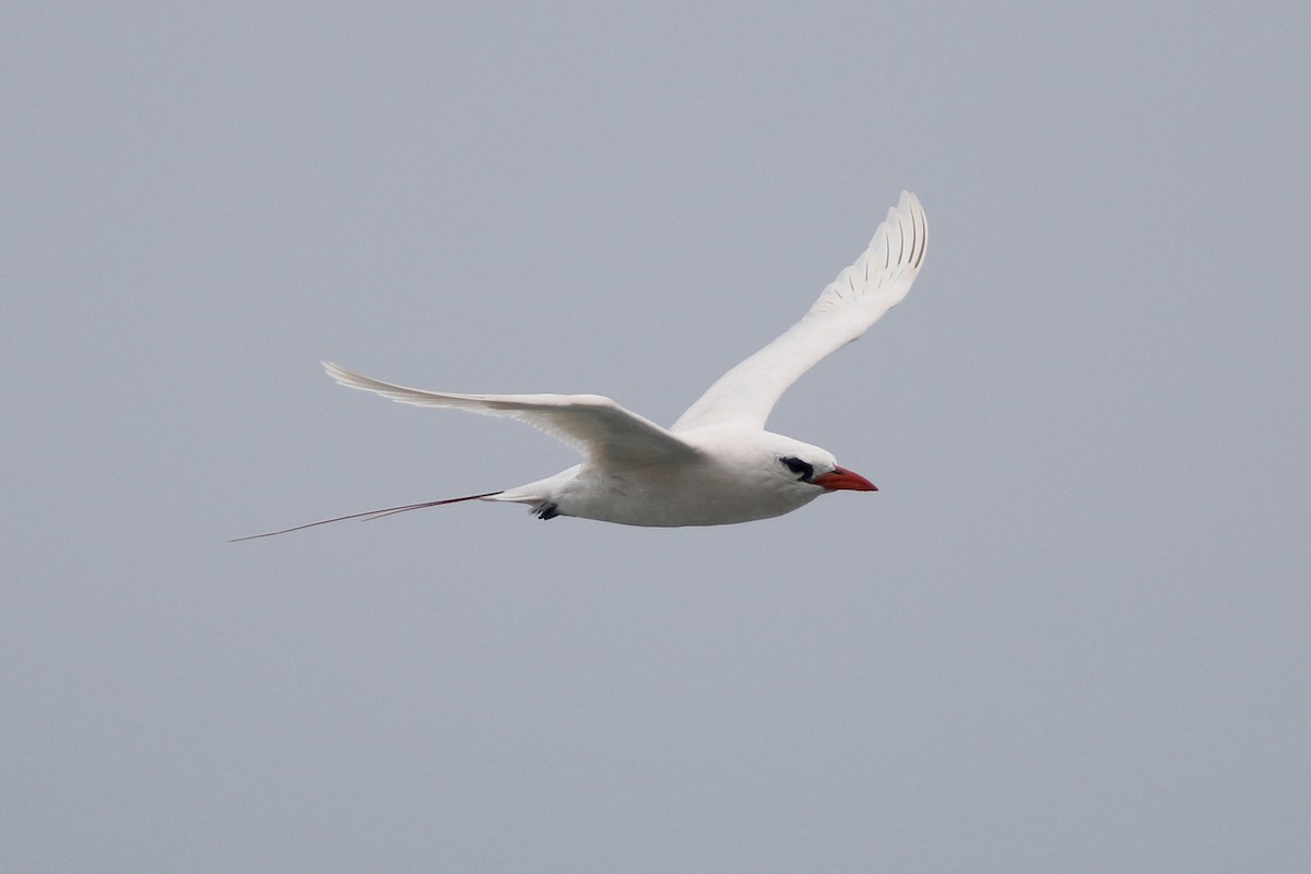 Red-tailed Tropicbird - ML90939961