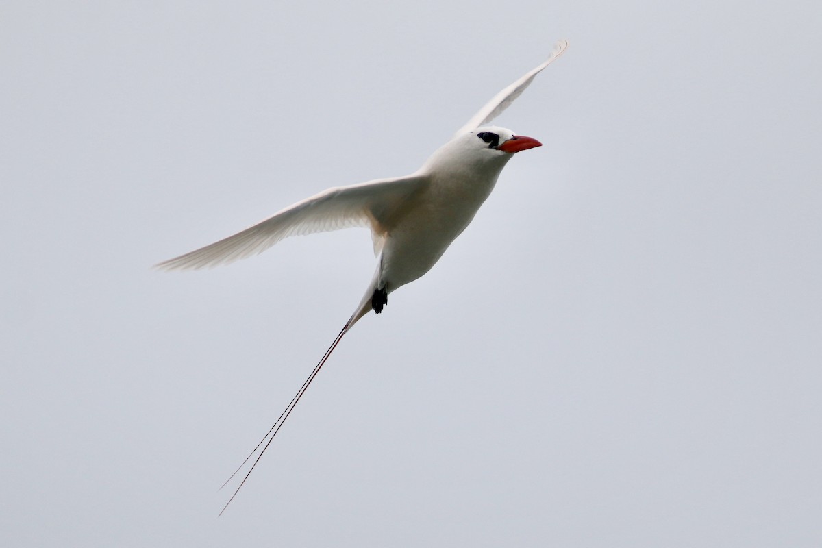 Red-tailed Tropicbird - ML90940001