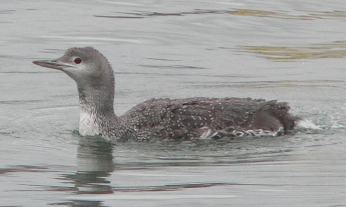 Red-throated Loon - William Flack