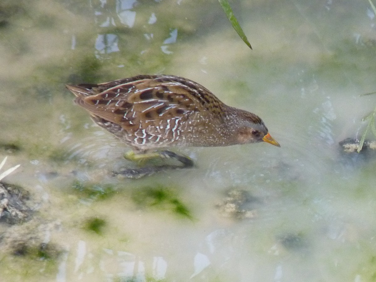 Spotted Crake - ML90940471