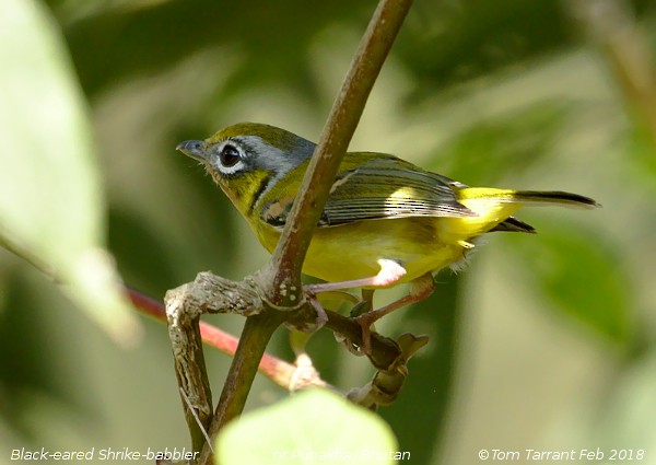 Black-eared Shrike-Babbler - Tom Tarrant
