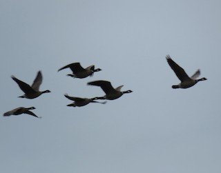 Cackling Goose (Aleutian), ML90941831