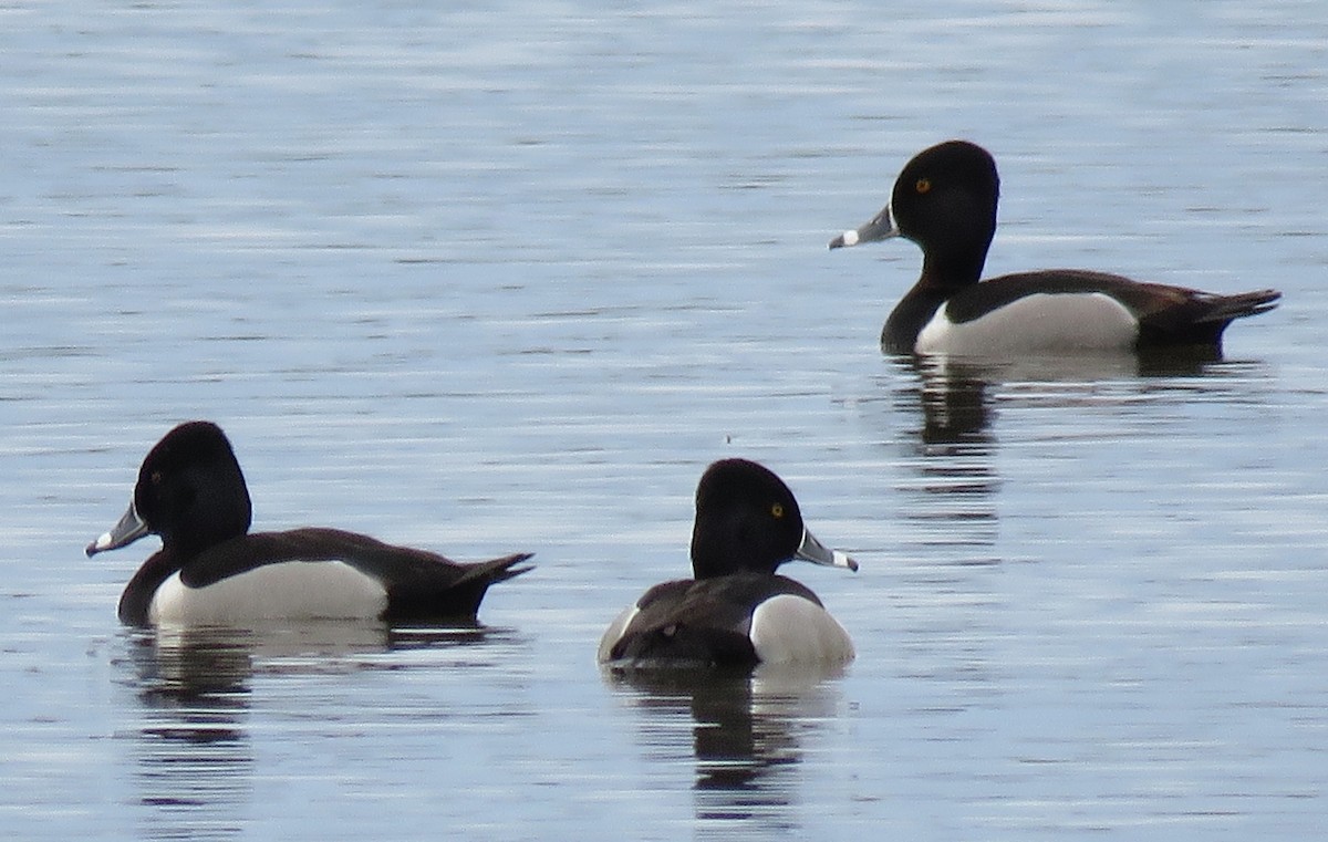 Ring-necked Duck - George Chrisman