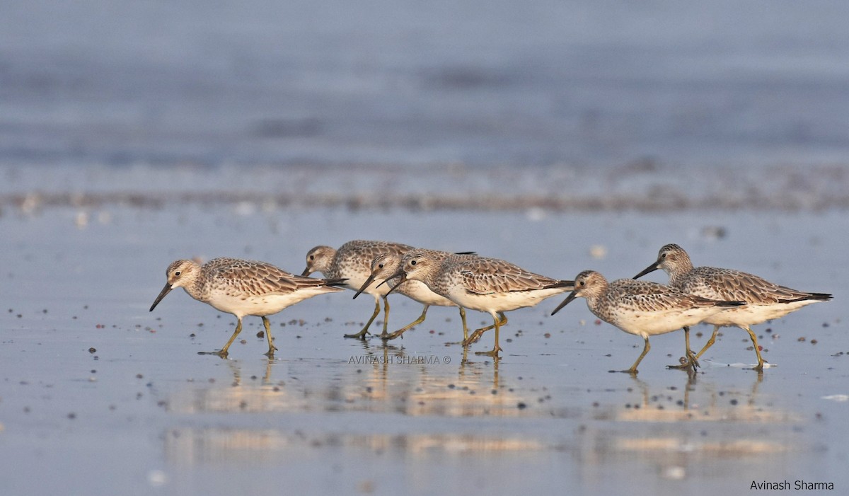 Great Knot - ML90942601