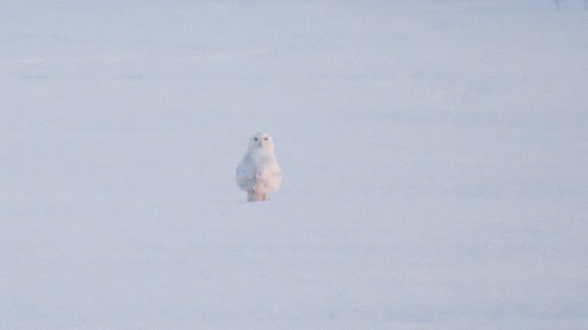 Snowy Owl - eero salo-oja