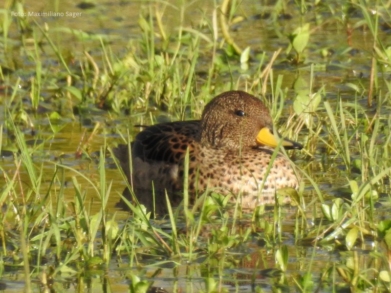 Yellow-billed Teal - Maximiliano Sager