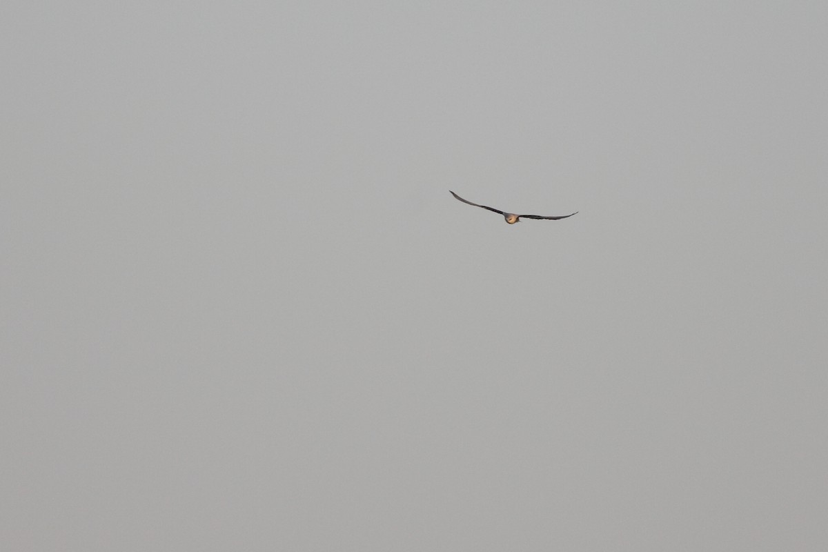 Black-winged Kite - ML90947721
