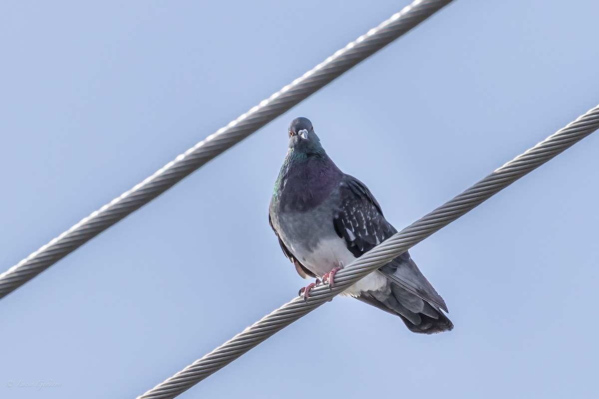 Rock Pigeon (Feral Pigeon) - Lucie Gendron