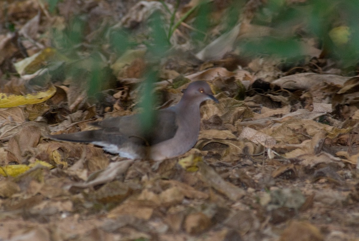 Gray-fronted Dove - ML90949821