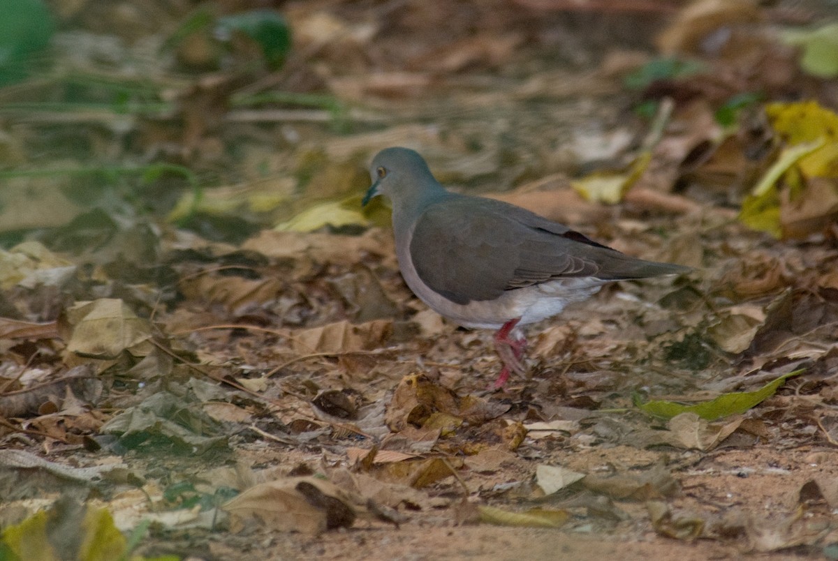 Gray-fronted Dove - ML90949831