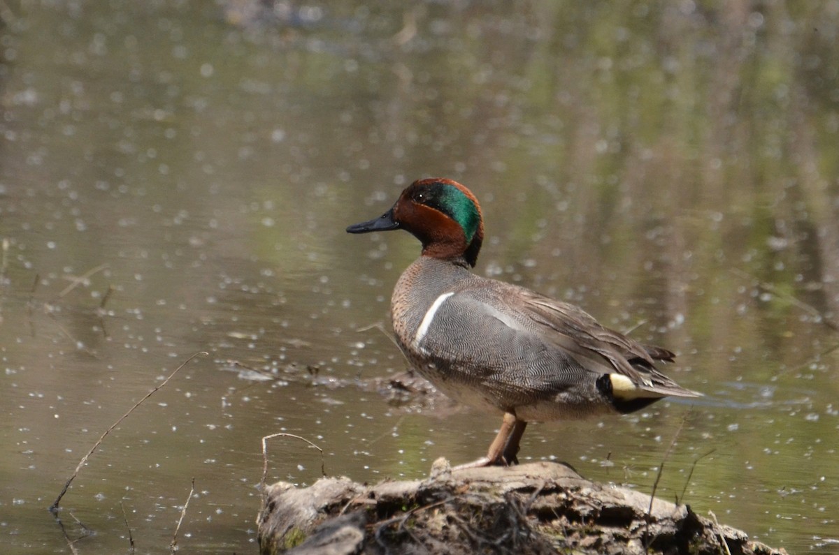 Green-winged Teal - Marie O'Neill