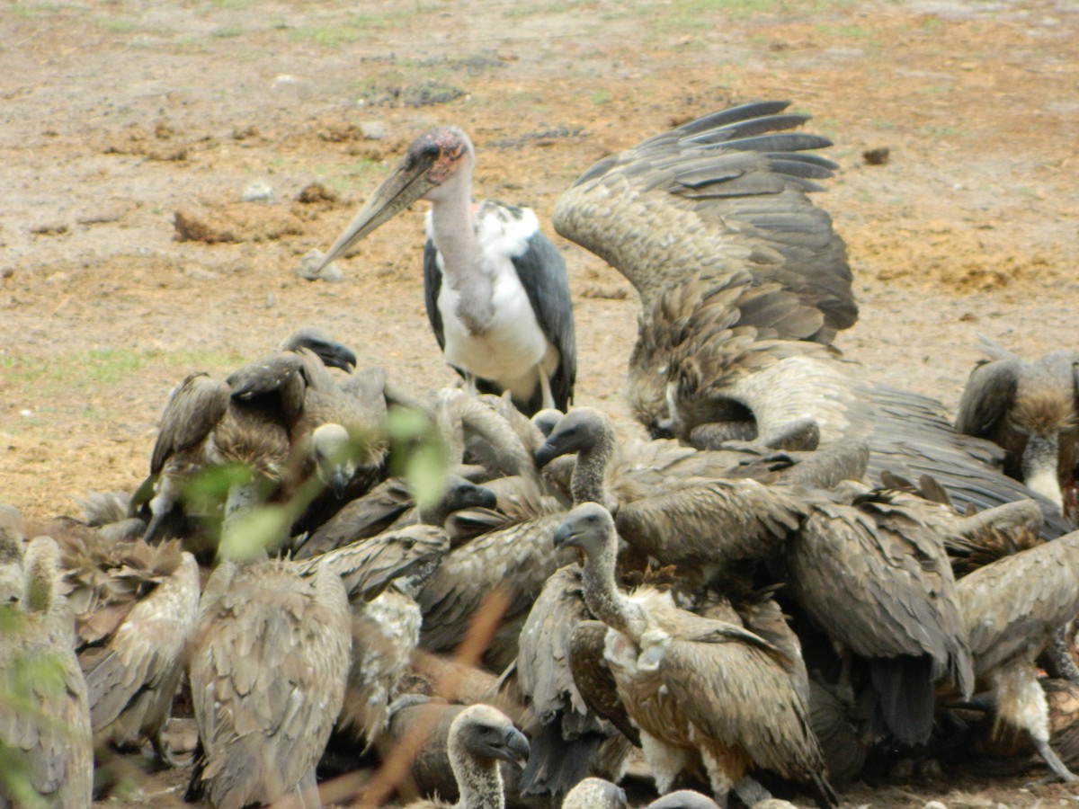 Marabou Stork - Javi Eslava
