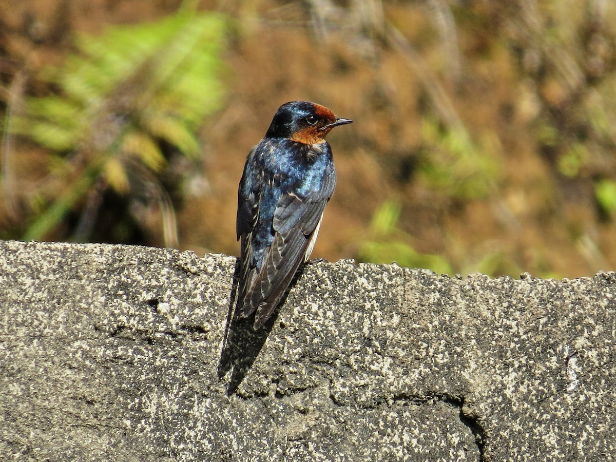 Pacific Swallow - George Inocencio