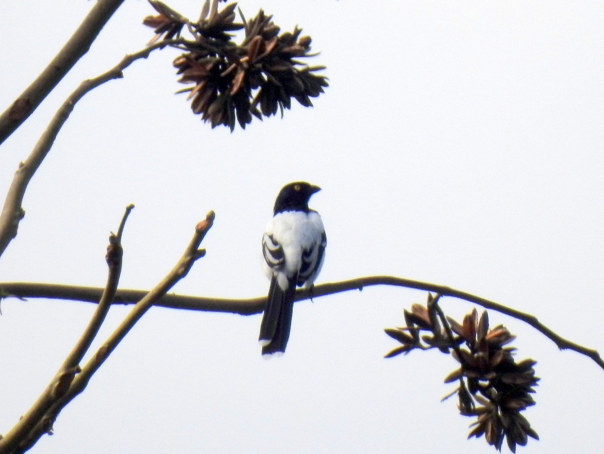 Magpie Tanager - ML90953871