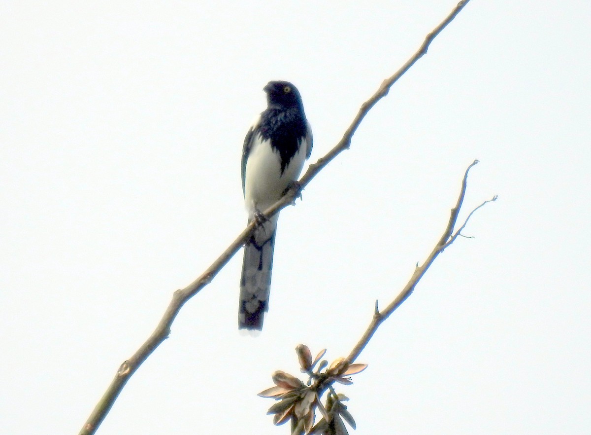 Magpie Tanager - ML90954031