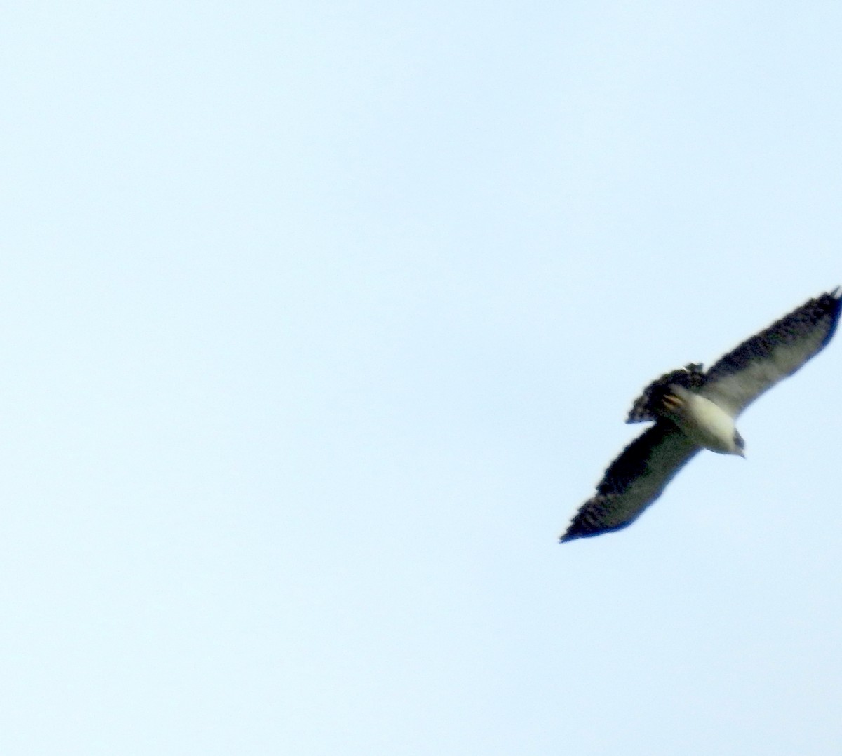 Short-tailed Hawk - ML90955201