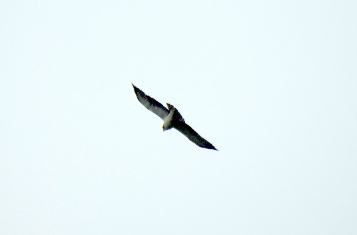 Short-tailed Hawk - bob butler
