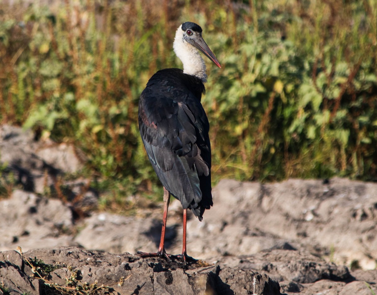 Asian Woolly-necked Stork - dhanapal kondasamy