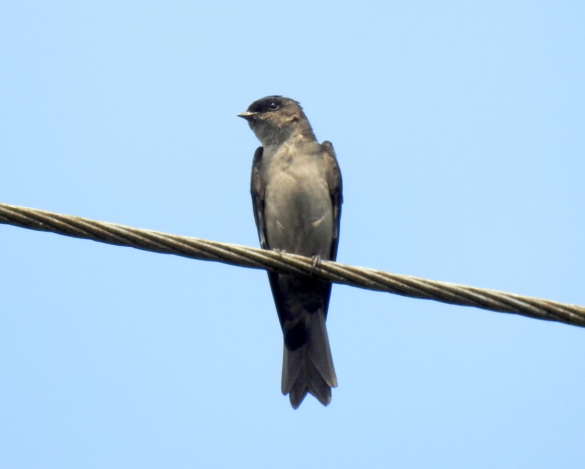 White-thighed Swallow - ML90956091