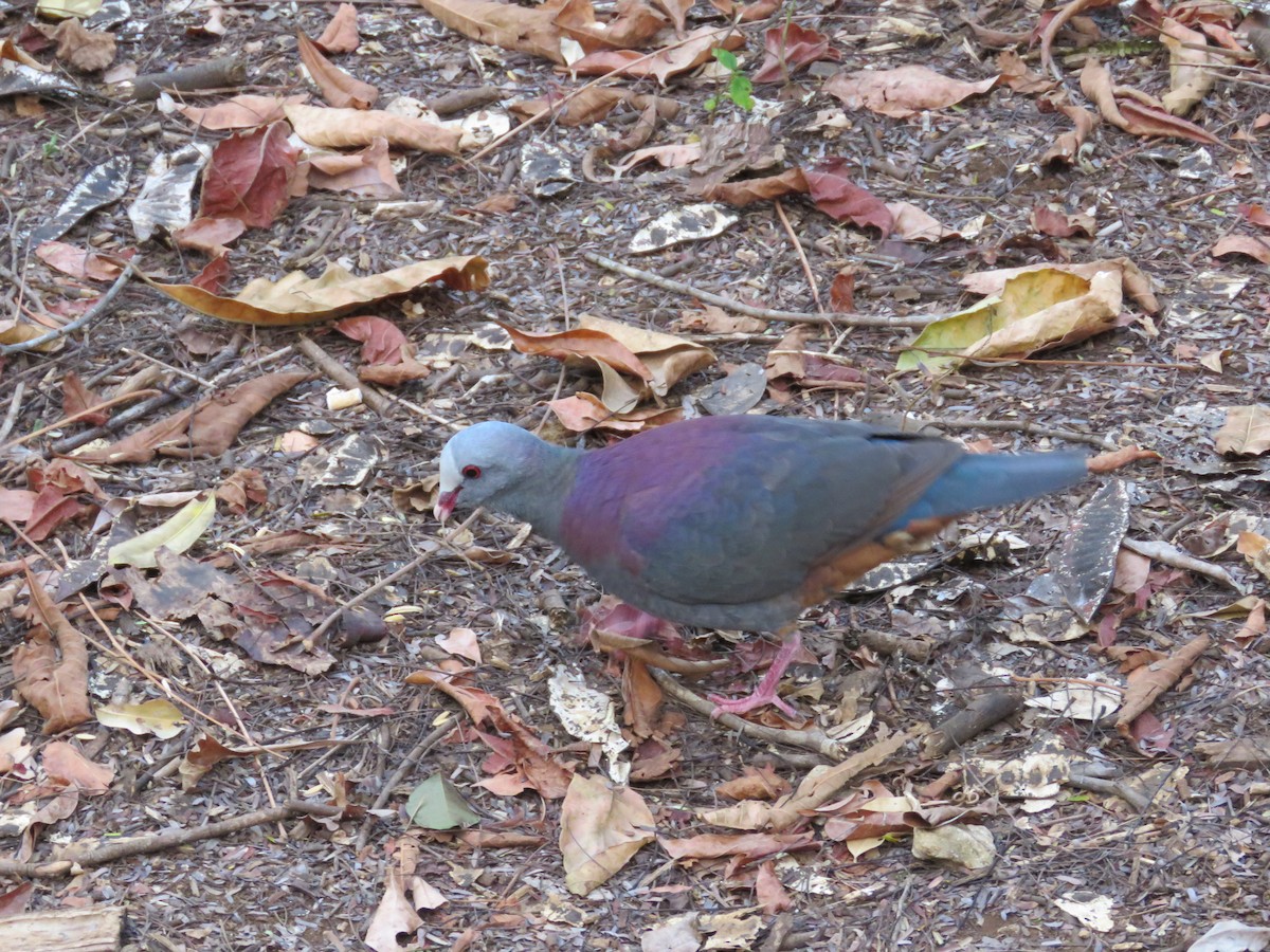 Gray-fronted Quail-Dove - Pat  Lueders
