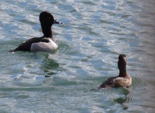 Ring-necked Duck, ML90960981
