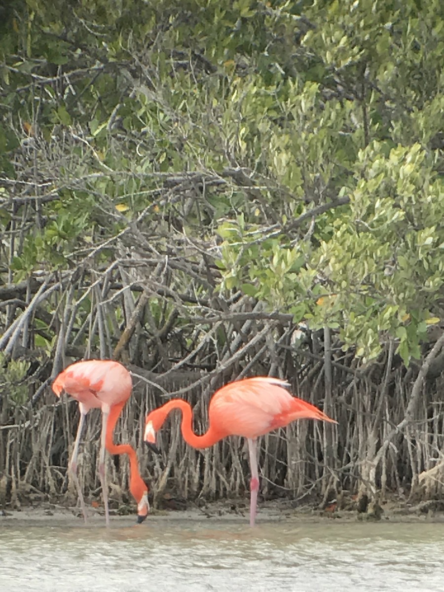 American Flamingo - Pat  Lueders