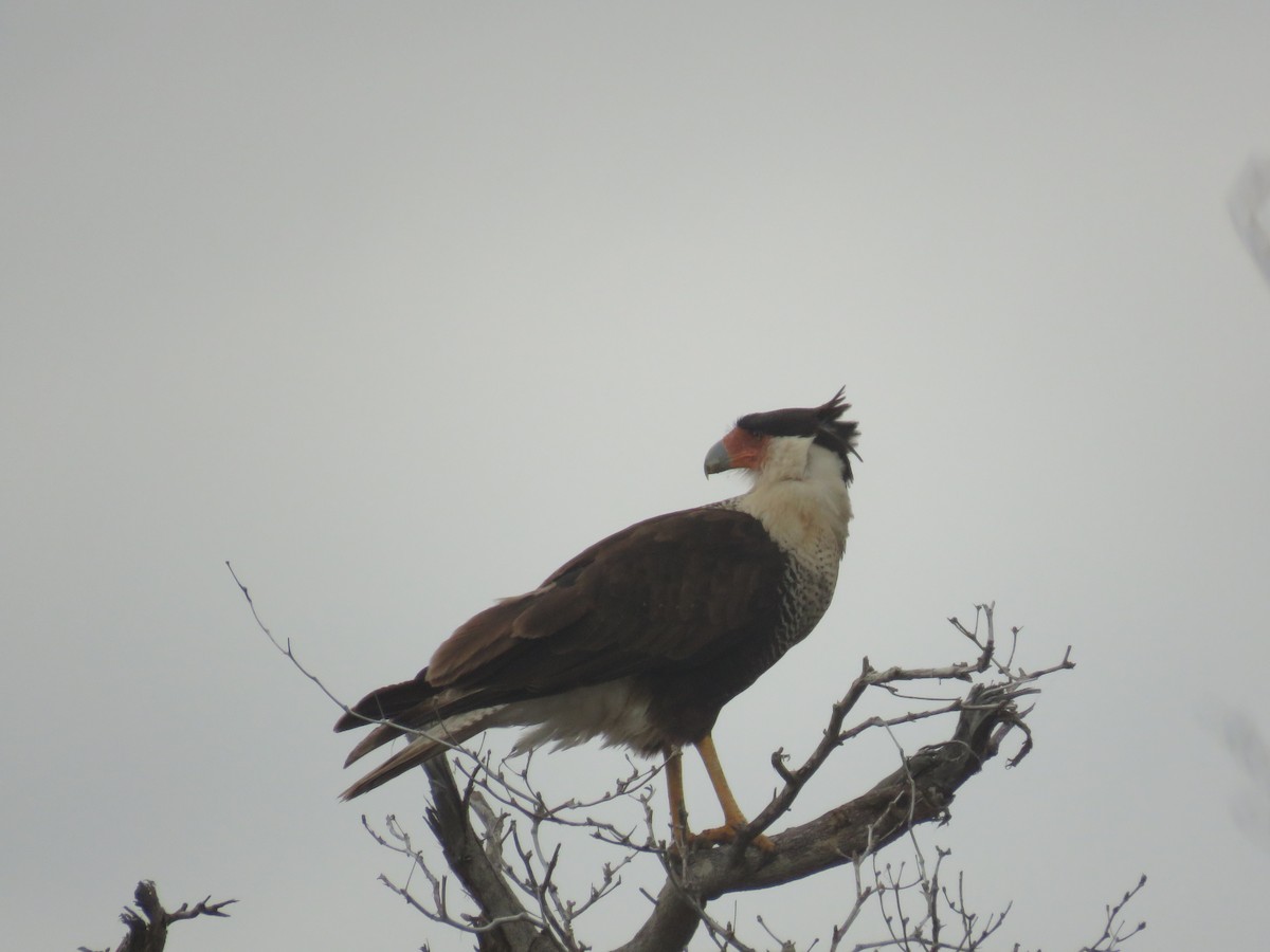 Crested Caracara (Northern) - Pat  Lueders