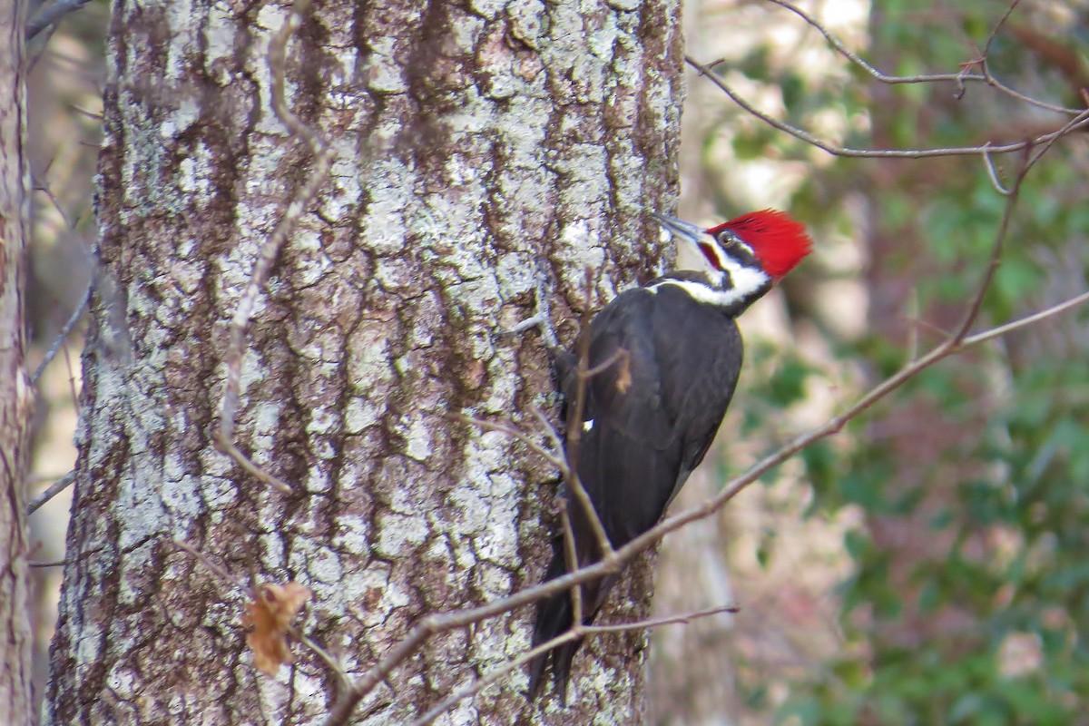 Pileated Woodpecker - Ken Hare