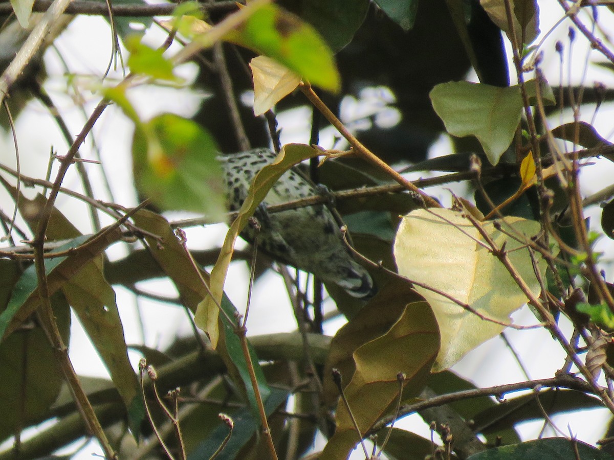Speckled Piculet - ML90965351