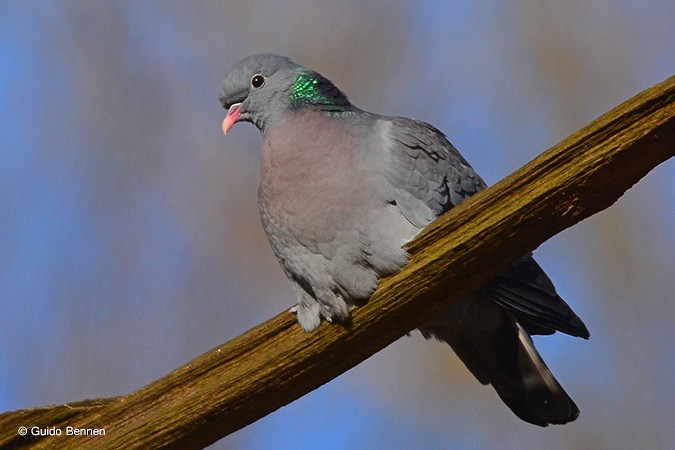 Pigeon colombin - ML90975081
