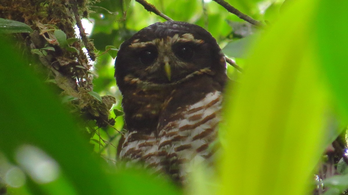 Band-bellied Owl - ML90976571