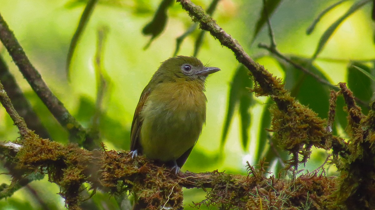 Fulvous-breasted Flatbill - ML90977371