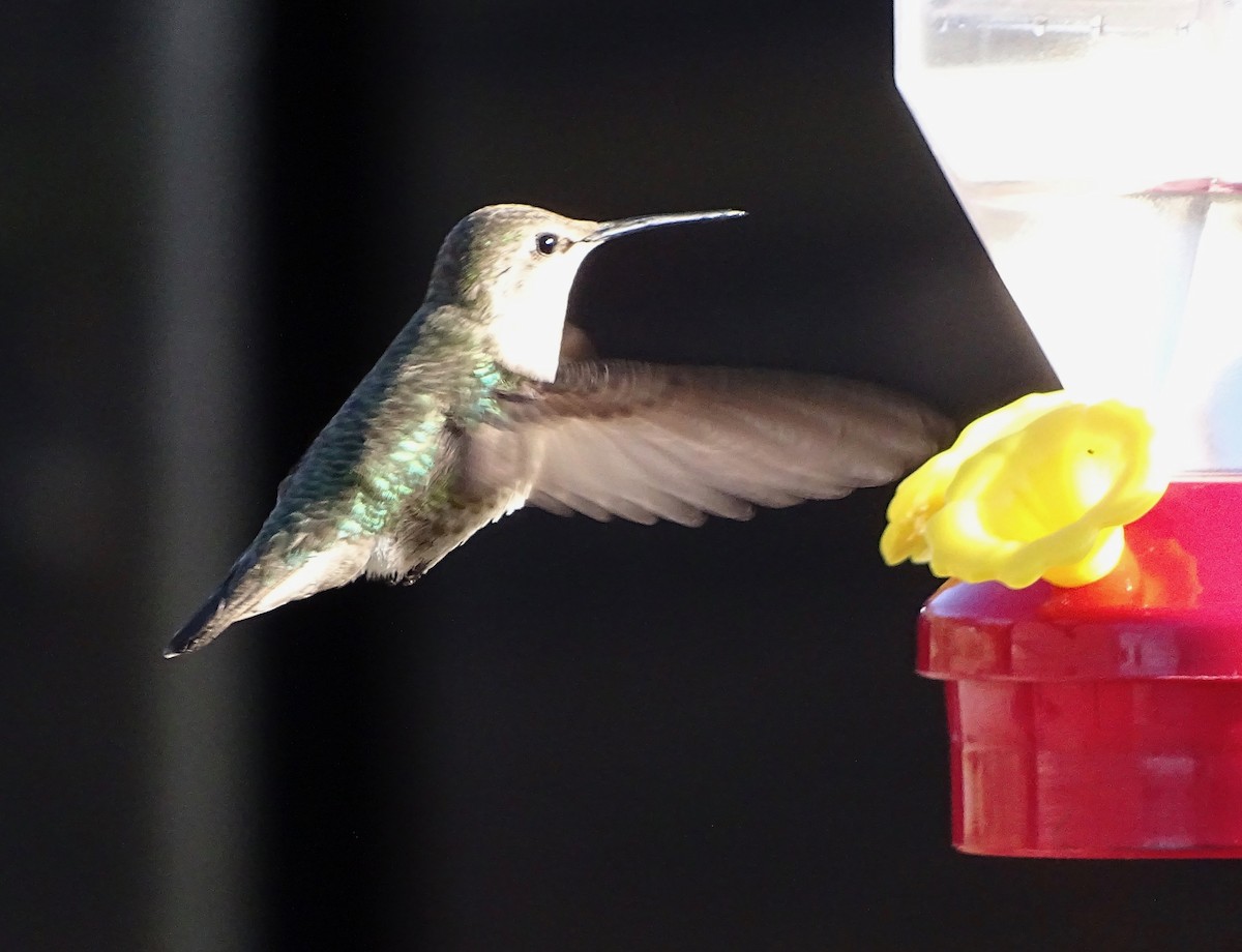 Costa's Hummingbird - ML90979851