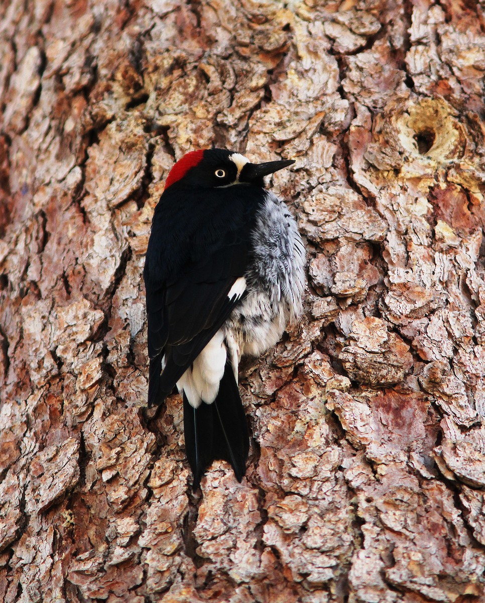 Acorn Woodpecker - Bill Maynard