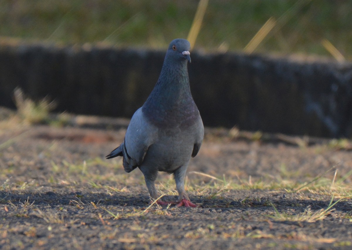 Rock Pigeon (Feral Pigeon) - Frank Spooner