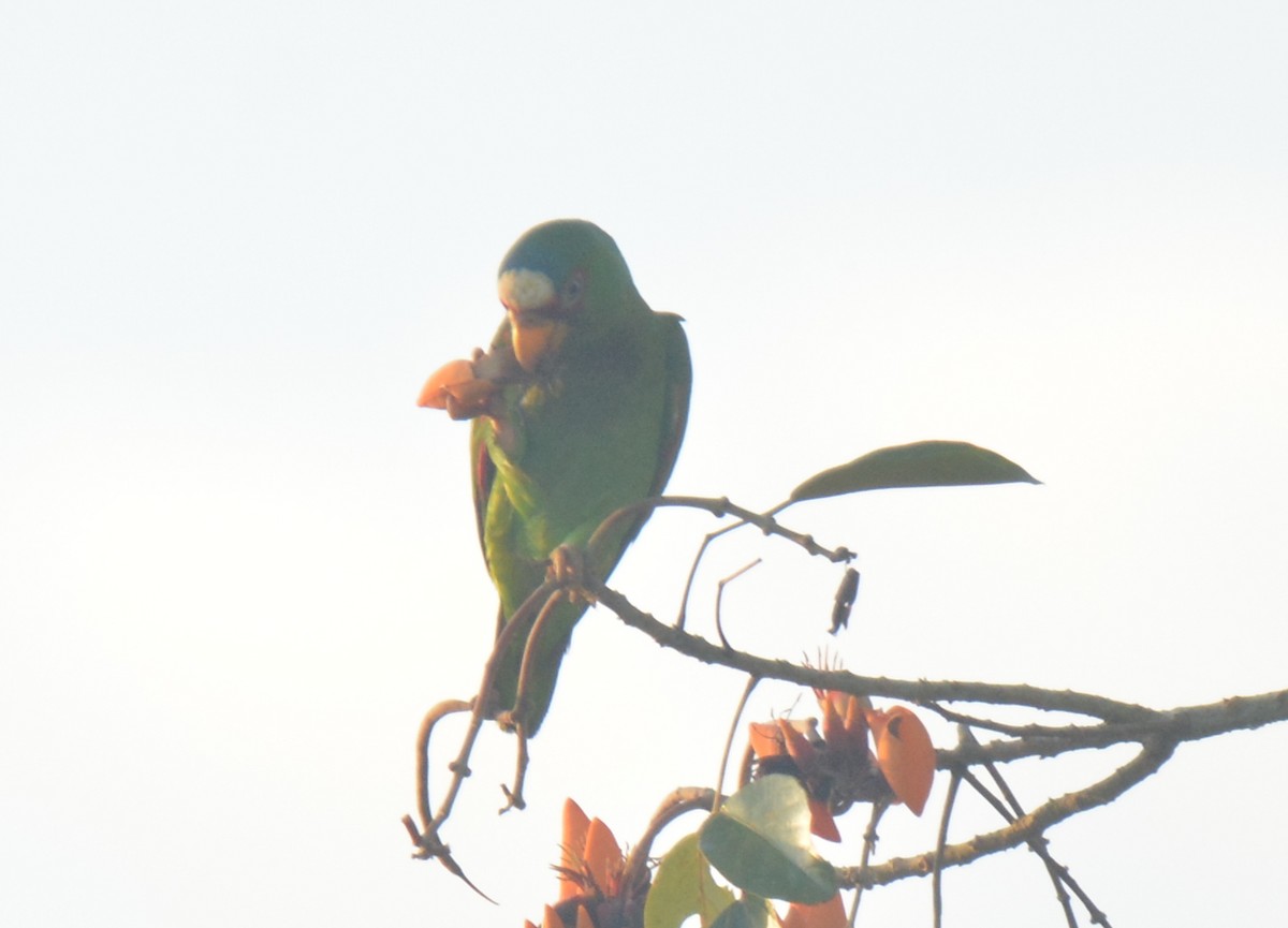 White-fronted Parrot - ML90982561