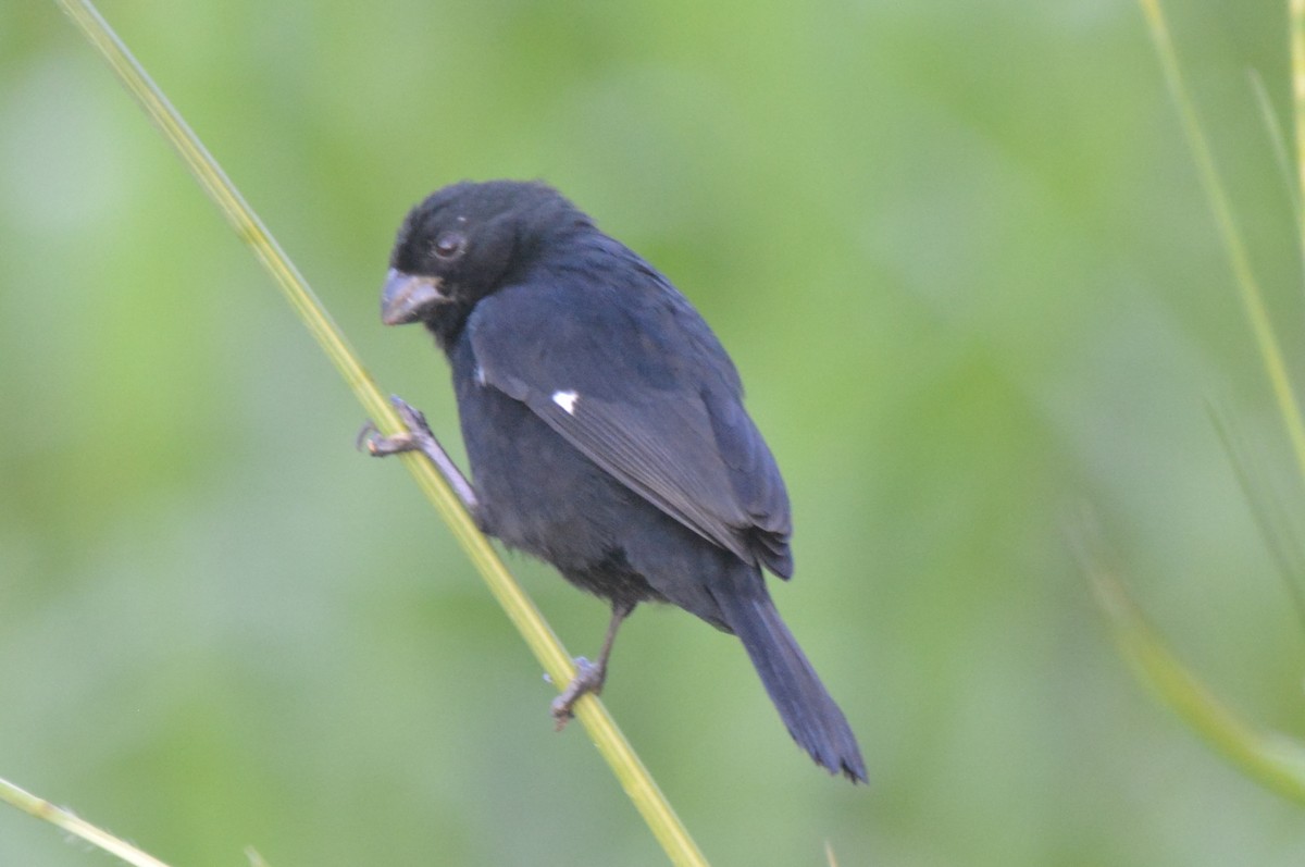 Variable Seedeater - ML90983071