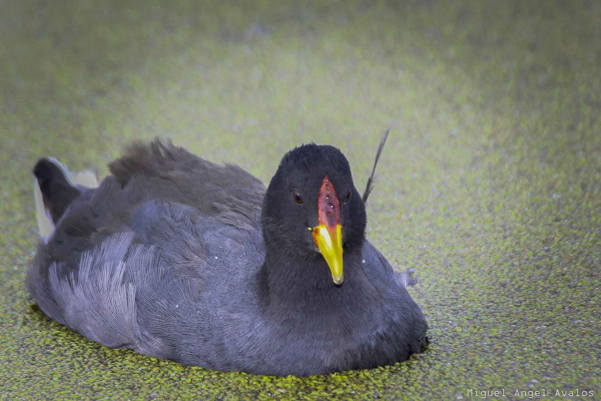 Red-fronted Coot - Miguel Avalos