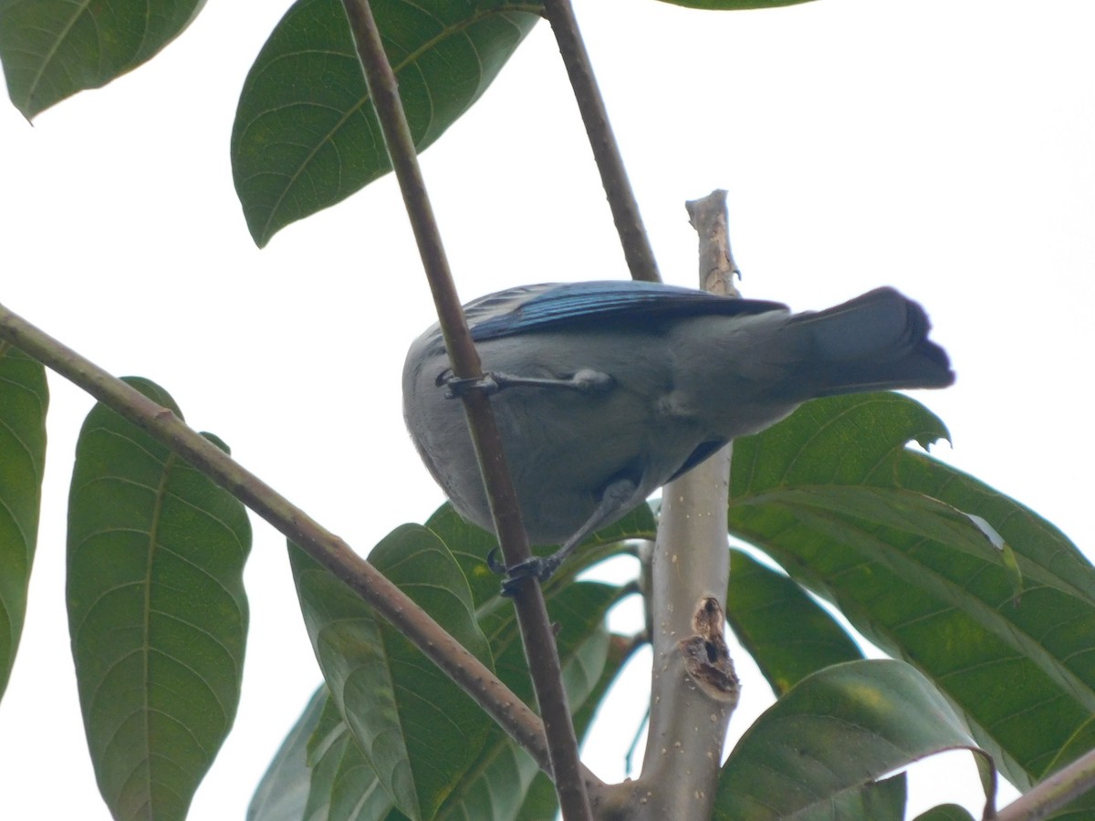 Blue-gray Tanager - ML90985041