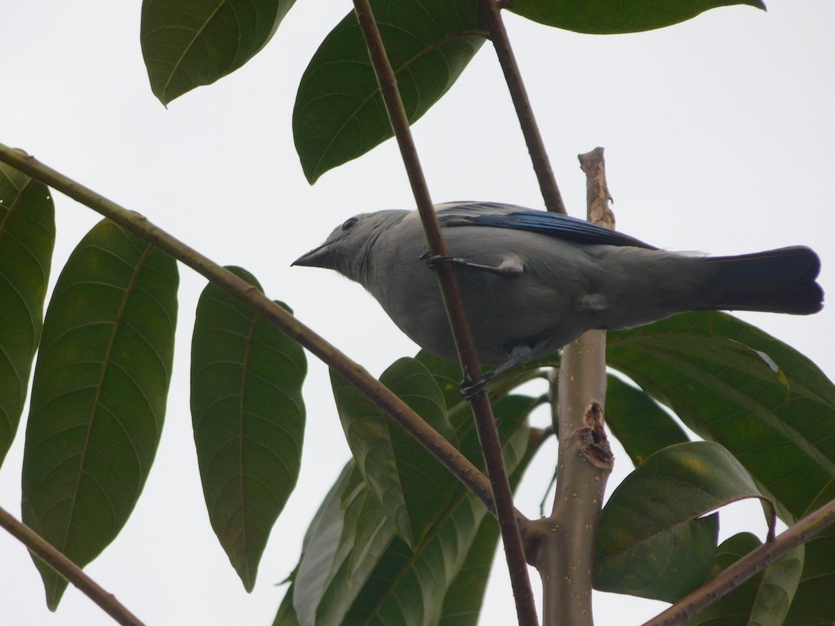 Blue-gray Tanager - ML90985141