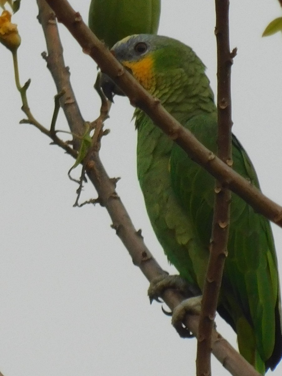 Orange-winged Parrot - Clarisa Márquez
