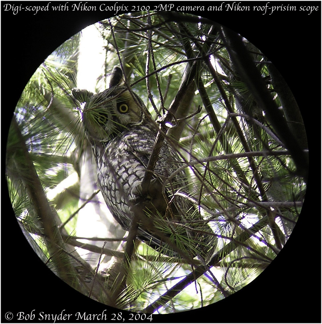 Long-eared Owl - Robert Snyder